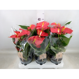 Anthurium andr. 'Esudo'