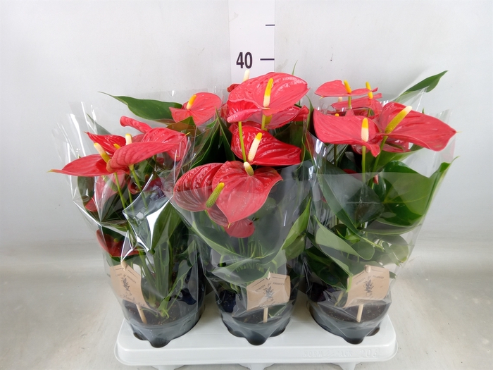 <h4>Anthurium andr. 'Esudo'</h4>