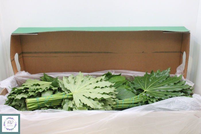 Fatsia Japonica Blad