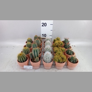 Cactus   ...mix  5