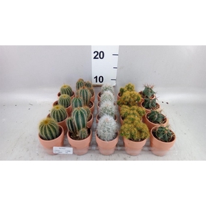 Cactus   ...mix  5