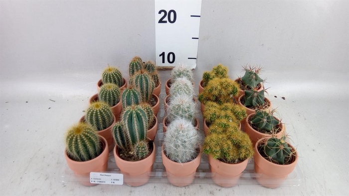 <h4>Cactus   ...mix  5</h4>