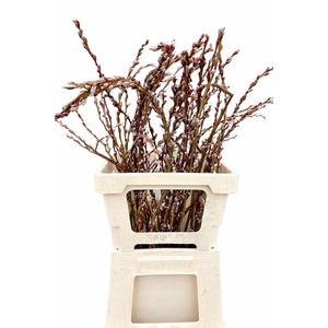 SALIX SEKKA BANDWILG