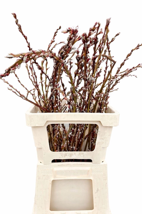 <h4>SALIX SEKKA BANDWILG</h4>