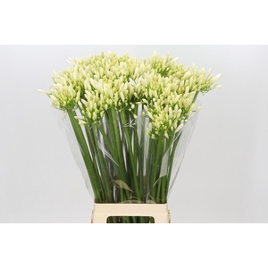 Agapanthus Gletsjer