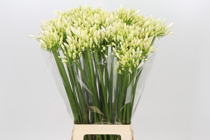 Agapanthus Gletsjer