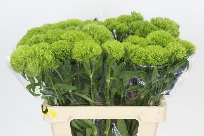 <h4>Dianthus Br Kiwi Mellow</h4>