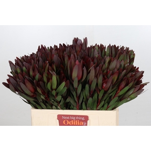 Leucadendron Saf Sunset Dark R.