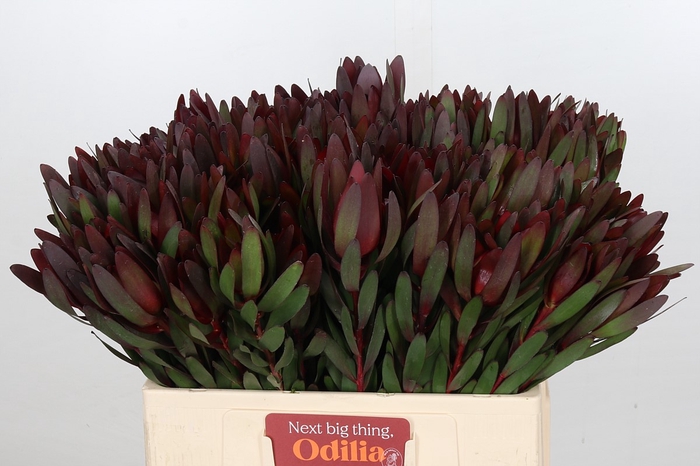 <h4>Leucadendron Saf Sunset Dark R.</h4>