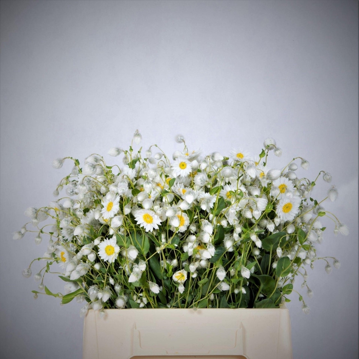 <h4>HELIPTERUM ROSEUM RHODAN CHL ROSEA</h4>