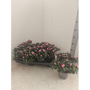 RHODO SI VOGEL LUNTE