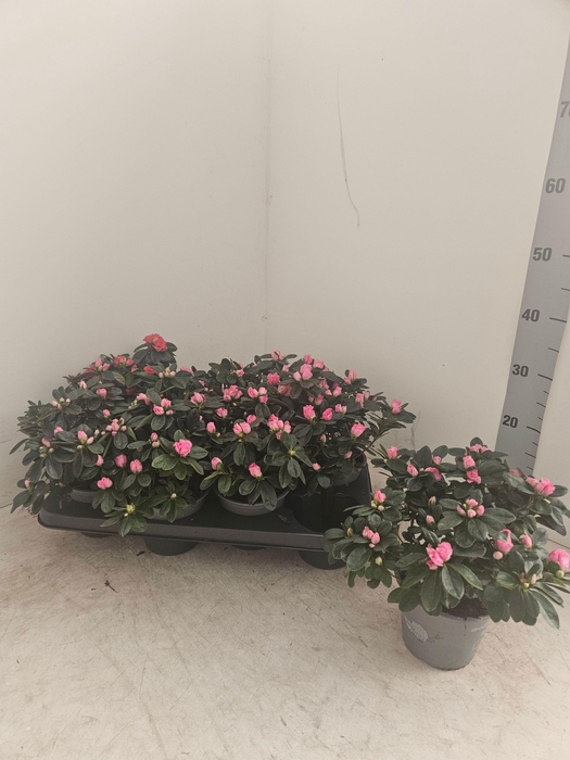 <h4>RHODO SI VOGEL LUNTE</h4>