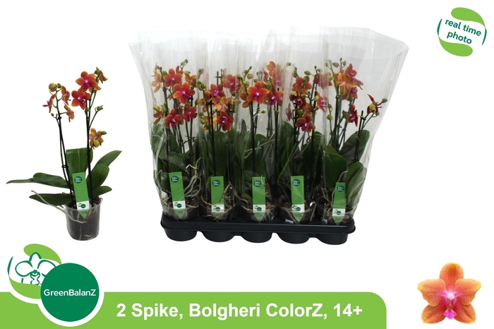 <h4>PHAL MF BOLGHERI</h4>