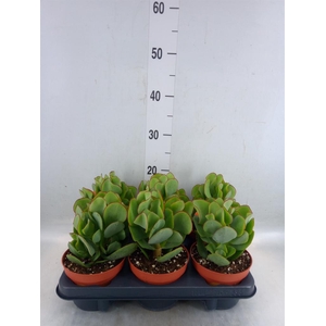 Crassula arborescens