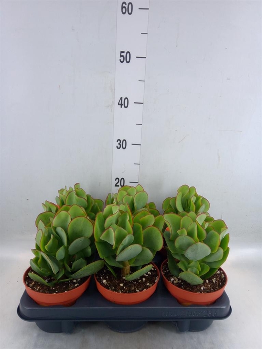 <h4>Crassula arborescens</h4>