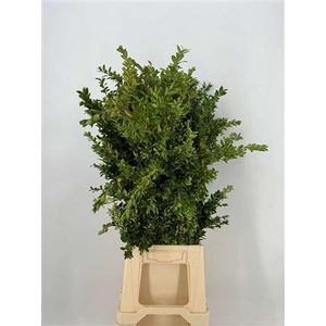 Buxus Sempervirens