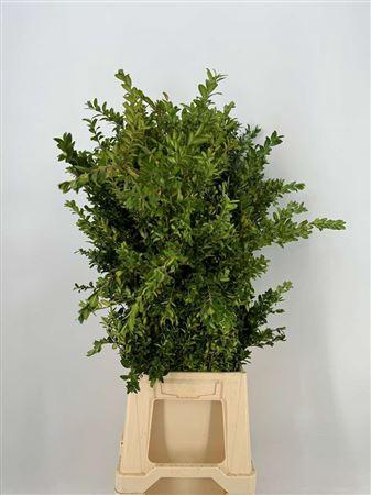 Buxus Sempervirens Verde