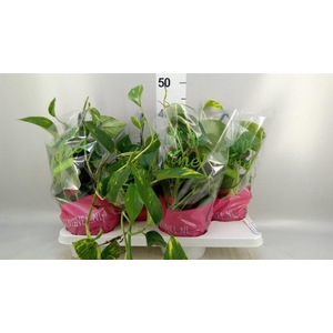 Epipremnum pinn.   HG