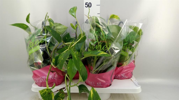 <h4>Epipremnum pinn.   HG</h4>