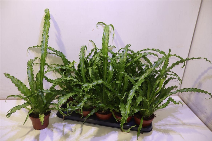 <h4>Asple Ant Osaka</h4>