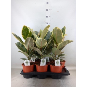 Ficus elastica 'Tineke'