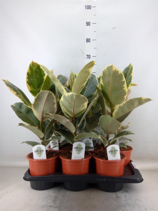 <h4>Ficus elastica 'Tineke'</h4>