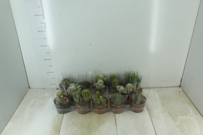 <h4>CACTUS MINI P11</h4>