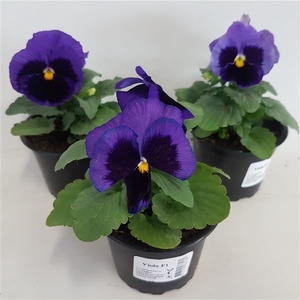 Viola grootbloemig blue met oog