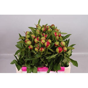 Paeonia Red Charm