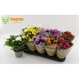 Chrysanthemum Indicum