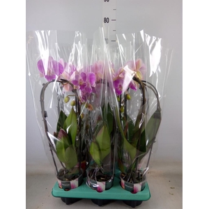 Phalaenopsis  'Elegant Cascade'