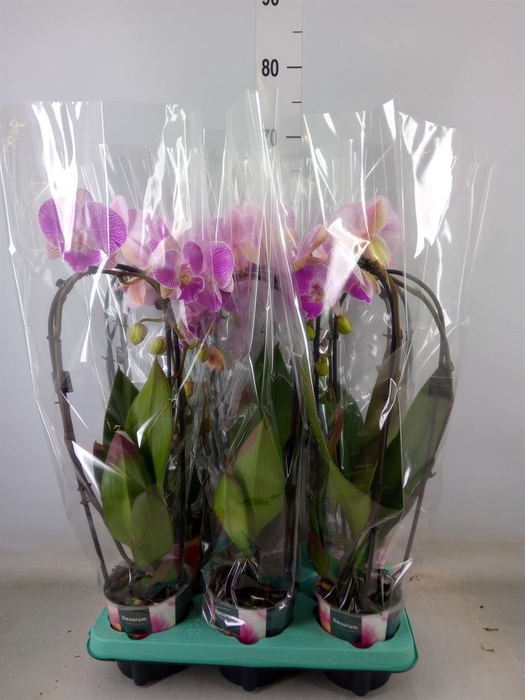 <h4>Phalaenopsis 'Elegant Cascade'</h4>