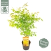 Acer palmatum