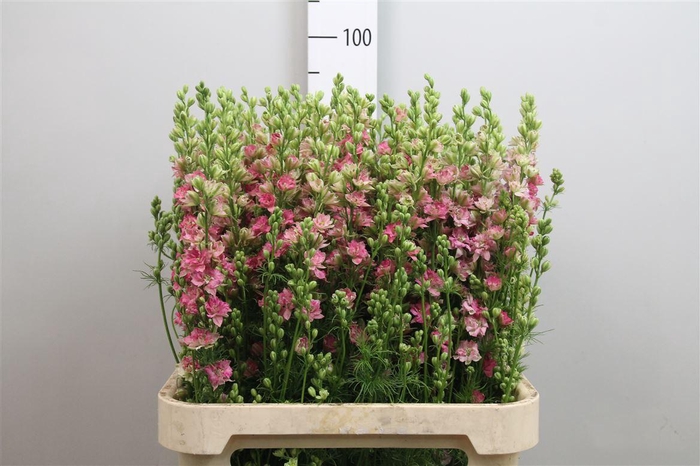 <h4>Cons R Q Rose</h4>