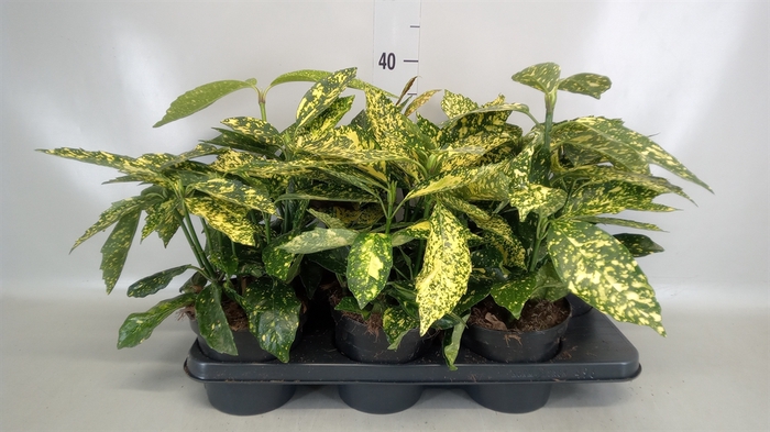 <h4>Aucuba japonica 'Variegata'</h4>