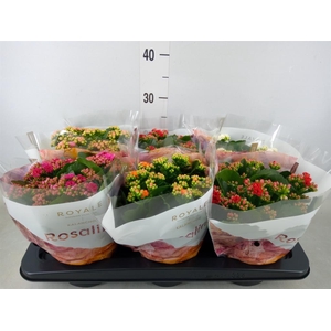 Kalanchoe blos. 'RoyalDon'   ..mix