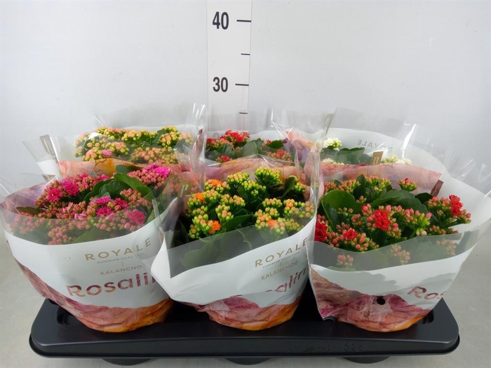 <h4>Kalanchoe blos. 'RoyalDon'   ..mix</h4>