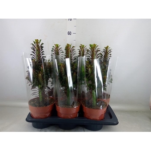 Euphorbia trigona 'Rubra'