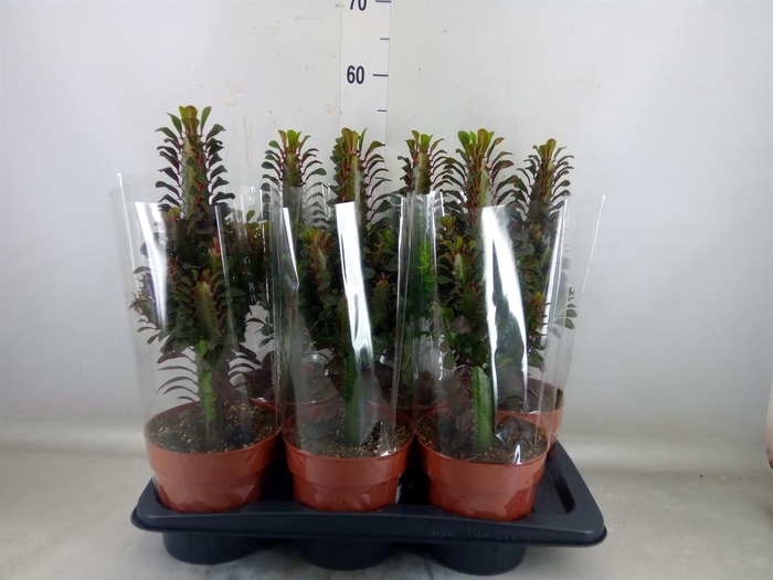 <h4>Euphorbia trigona 'Rubra'</h4>