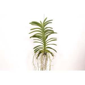 Vanda Decoration Plant (No Flower)