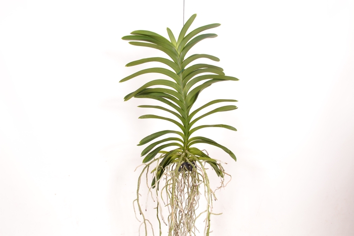 <h4>Vanda Decoration Plant (No Flower)</h4>