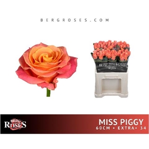 ROSA GR 'MISS PIGGY'