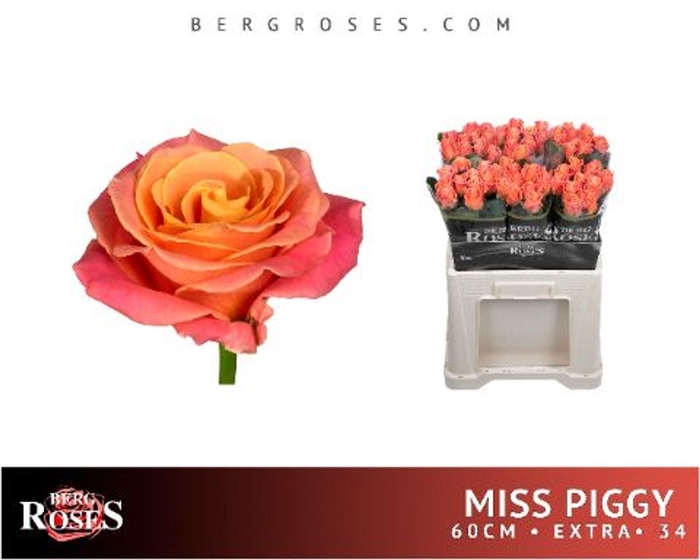 <h4>ROSA GR 'MISS PIGGY'</h4>