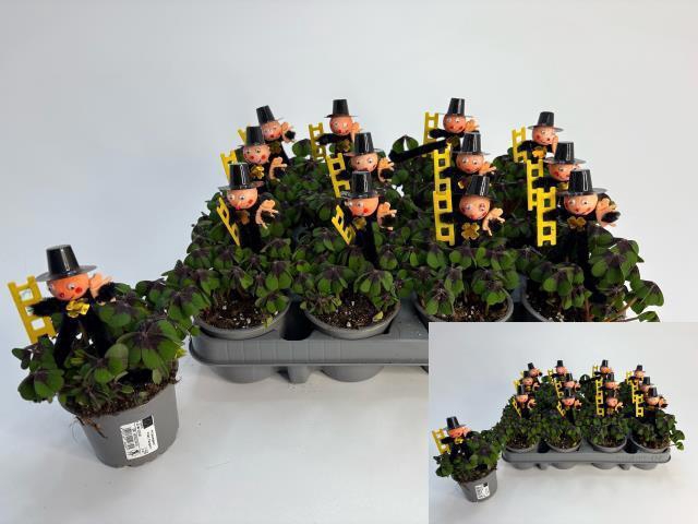 <h4>OXALIS DEPPEI</h4>