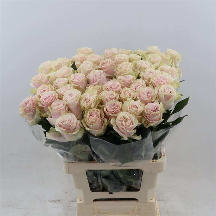 <h4>R GR PINK MONDIAL</h4>