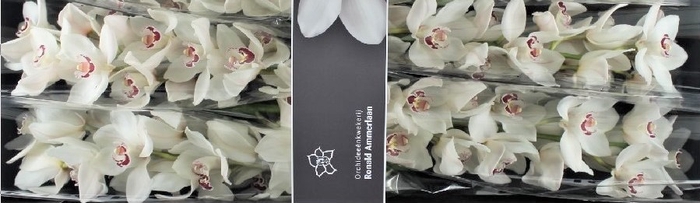 <h4>Cymbidium Mazurka Doos</h4>