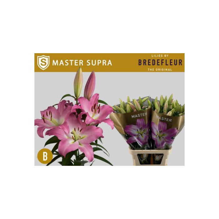 <h4>Li Ot Master</h4>