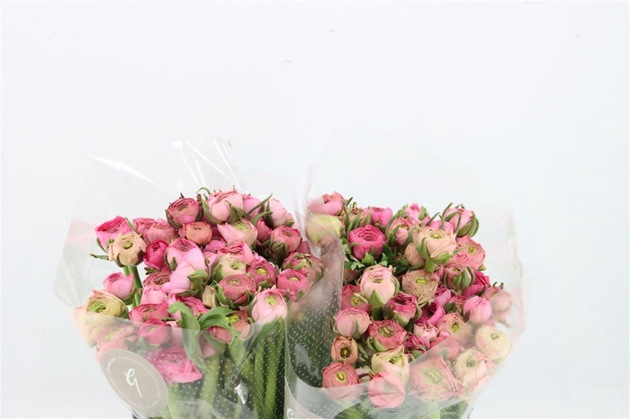 <h4>Ran Amandine Pink</h4>