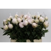 Paeonia Blush Queen