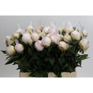 Paeonia Blush Queen